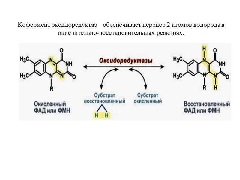 Кофермент оксидоредуктаз – обеспечивает перенос 2 атомов водорода в окислительно-восстановительных реакциях. Кофермент оксидоредуктаз – обеспечивает перенос 2 атомов водорода в окислительно-восстановительных реакциях.